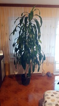 Dracaena Massangeana 250cm (2,5 m) - 2