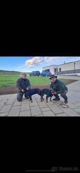 Šteniatka slovenského kopova vrh B - 2