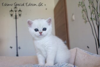 Eskimo Special Edition, SK - britský strieborný kocúrik s PP - 2