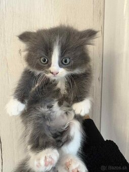 Ragdoll s britským bicolor mačiatka - 2