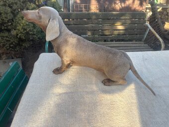 Jazvecik izabela - Dohoda - 2