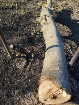 Orechový kmeň kvalitný 25 ročného čerstvého, zdravého stromu - 2