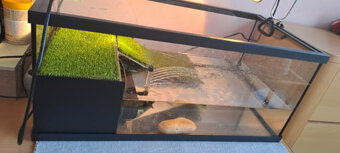 Korytnačka +Akvárium 60x30 + lampa +ohrievač +ilter + krmivo - 2