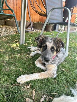 Kríženec border kólia s vlciakom - 2