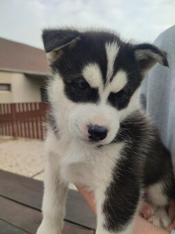 Šteniatka sibírsky husky - 2