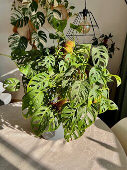 Raritné rastliny - 2