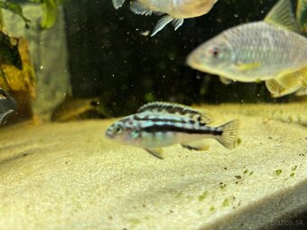 Cichlidy a Crossocheilus reticulatus - 2