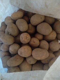 Zemiaky na sadenie - 2