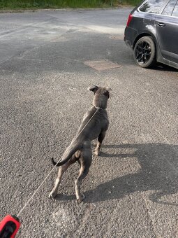 American bully štandard - 2