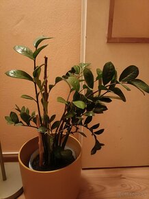 Izbová rastlina - 2
