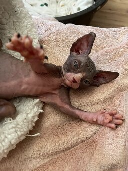 Sphynx - 2
