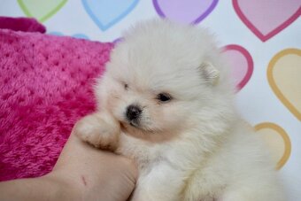 Pomeranian s PP - 2