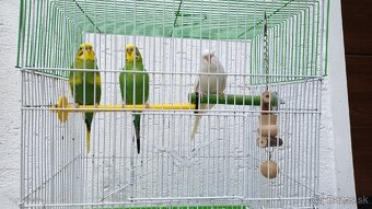 Predam 3 andulky aj klietkou - 2