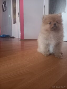 Predám pomerania - 2