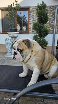 Anglický bulldog na krytie - 2