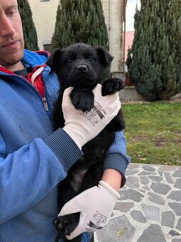 Nemecký ovčiak - 2