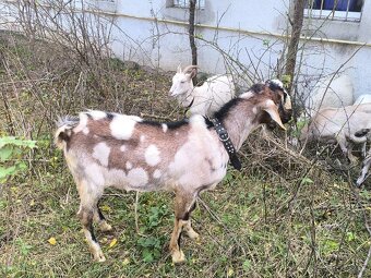 Anglonubijsky podielovy Capko pripustanie,predaj - 2