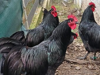 Australorpka - 2