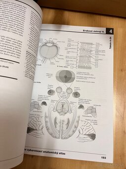 Netterův vybarvovací anatomický atlas - 2