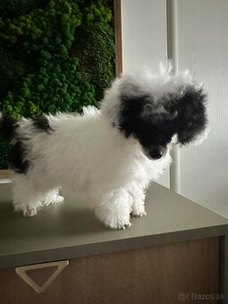 Trpasličí pudlík pudel - 2