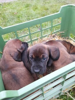 Bavorský Farbiar - 2