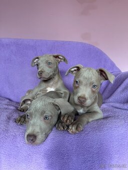 Americký pitbulterier s PP silverfawn rarita - 2