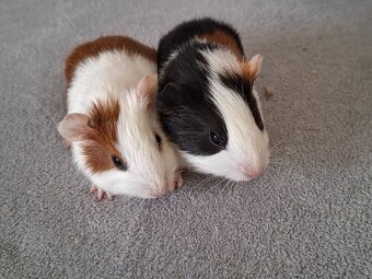 Morské prasiatka - 2