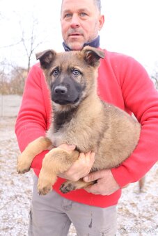 Nemecký ovčiak šteniatka s PP WORK line - 2