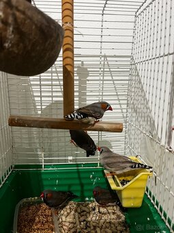 Zebrička austrálska - 2