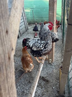Predám kohútov - 2