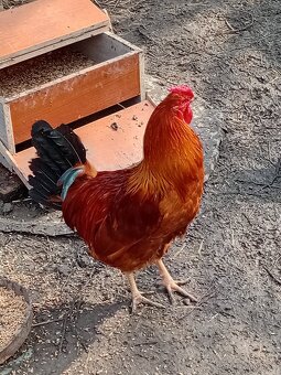 Predám kohúta Hemšir - 2