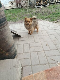 Nemecký špic - 2