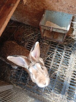 Predám samičku králika - 2