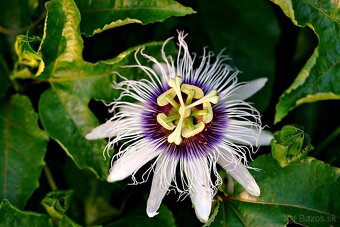 Mučenka jedlá (Passilfora edulis) - sadeničky - 2