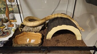 Ball python - pastel banana - 2