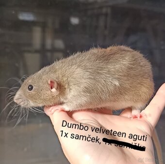 ❤ Exkluzívne dumbo, velveteen, rex potkaníky - 2