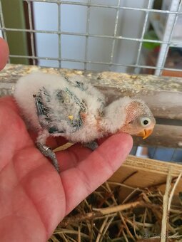 Agapornis fisher - 2