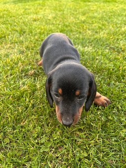 Jazvečík krátkosrsty - 2