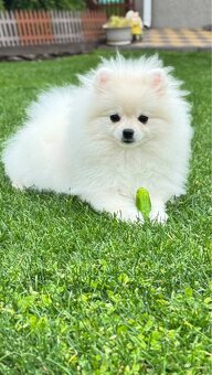 Pomeranian - 2