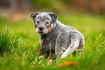 Australský dobytkarský pes s PP, ACD - 2