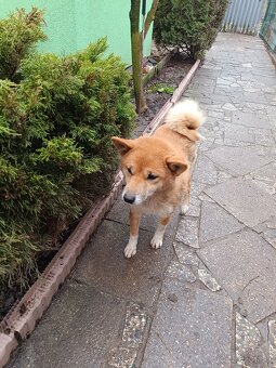 Čistokravna sučka shiba inu - 2