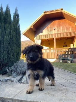 Nemecký ovčiak s PP - 2