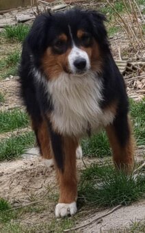 Miniatúrny americký ovčiak s pp - 2