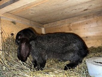 Samec Francúzky baran - 2