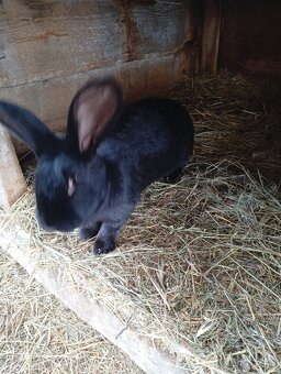 Nemecký Strakáč - 2