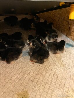 Australorpka čierna- kuriatka - 2