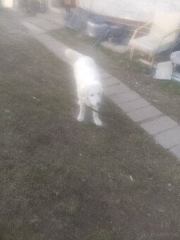 Pyrenejský horský pes - 2