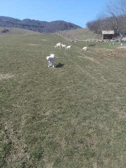 Predám šteňa Pyrenejského horského psa - 2