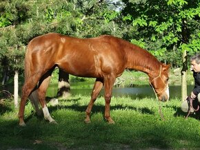 Quarter horse žrebec - 2