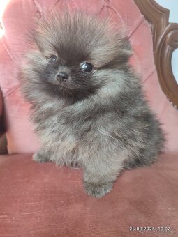 Pomeranian s PP - 2